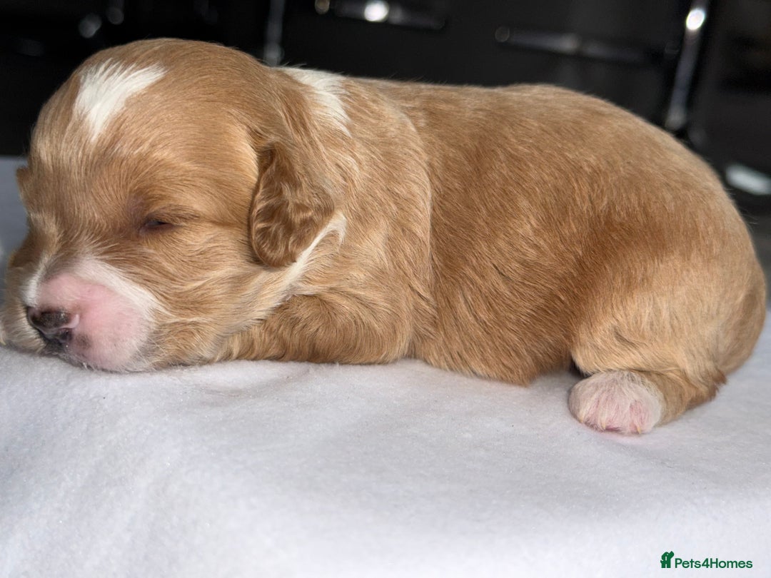 Cockapoo dogs for sale: F1B TOY COCKAPOO’S - Advert 6