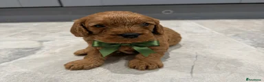 Cavapoo 5