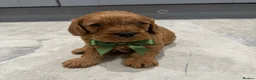 Cavapoo dogs for sale: Beautiful F1 Cavapoo's 🧬 Health Tested Parents - Advert 9