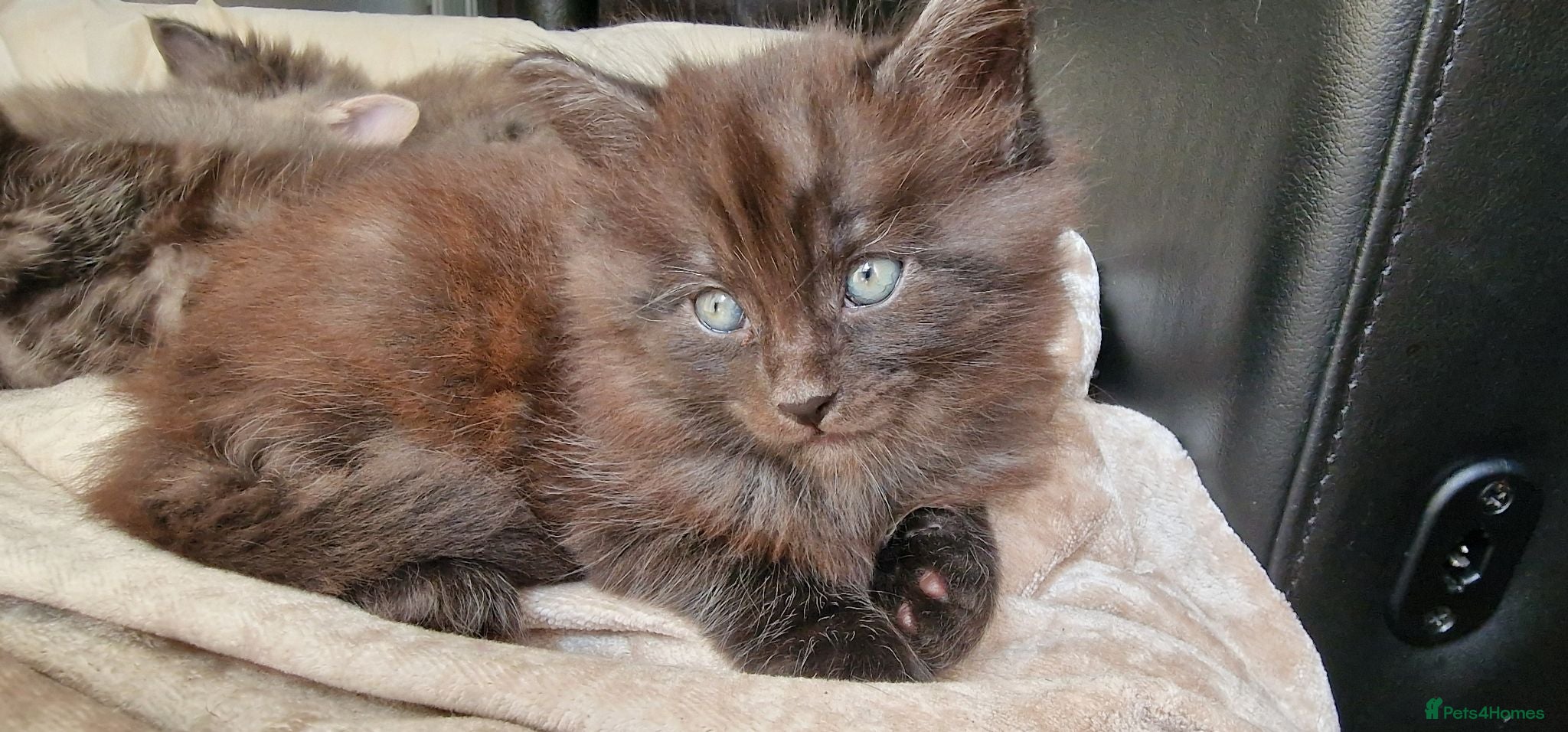 Mixed Breed cats Marble Bengal x Maine Coon kittens - Advert 4
