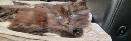 Mixed Breed cats for sale: Marble Bengal x Maine Coon kittens in New Milton - Advert 1