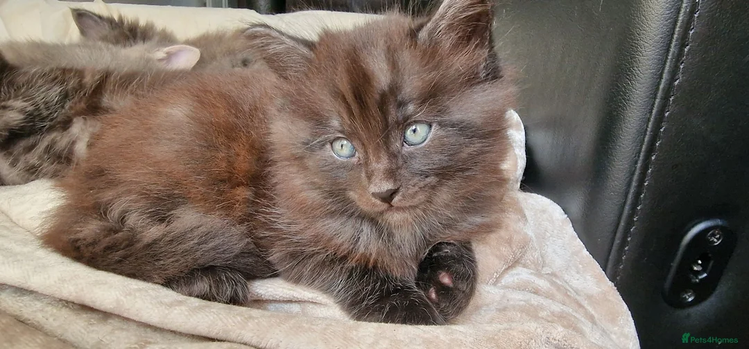 Mixed Breed cats for sale: Marble Bengal x Maine Coon kittens in New Milton - Advert 1