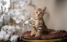 Bengal cats for sale: BABETTE-LAST available girl from the litter-TICA  - Image 25