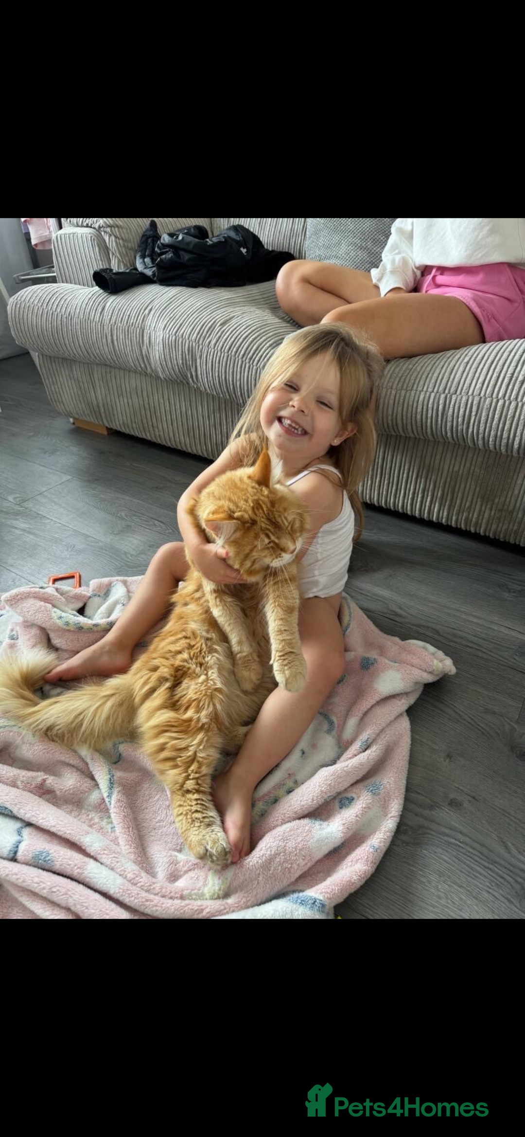 Maine Coon cats for sale: Maine coon  - Advert 18