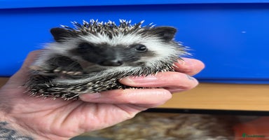 Pygmy Hedgehog rodents Stunning black assorted masked 8wk babies ready !  - Advert 15