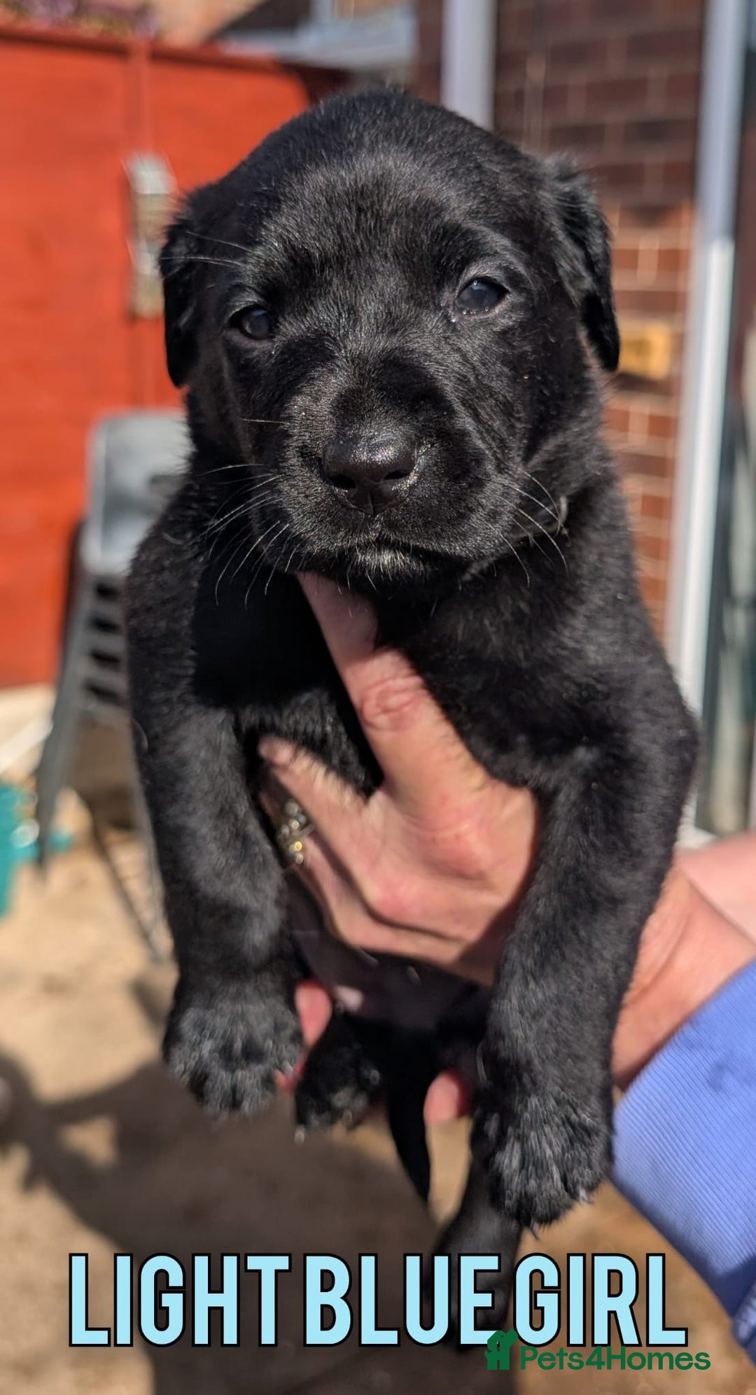 Labrador Retriever dogs for sale: Black/Golden Labrador Pups - Image 7