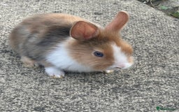 Mixed Breed rabbits for sale: Bunnies and rabbits for sale  - Image 2