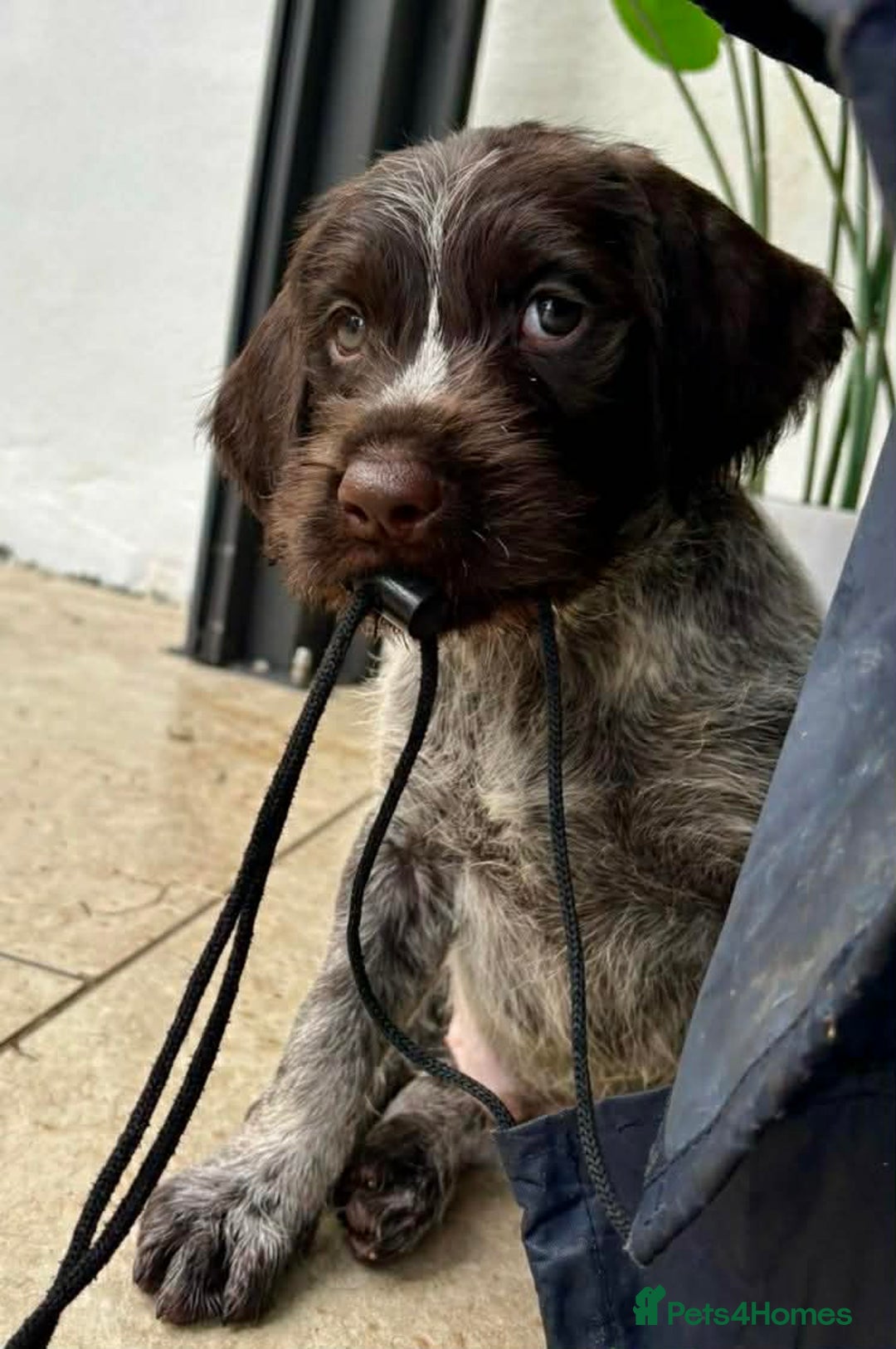 German Wirehaired Pointer dogs for sale: KC registered German Wirehaired Pointers - Advert 10