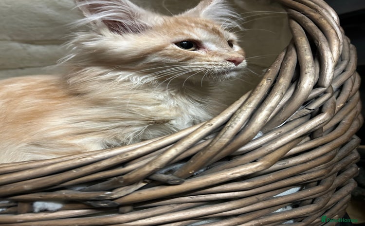 Maine Coon cats - Advert 1