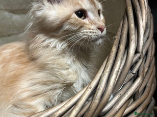 Maine Coon cats - Advert 19