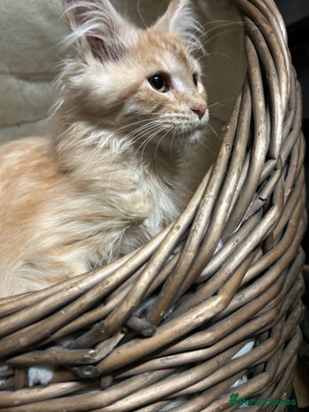 Maine Coon cats - Advert 2