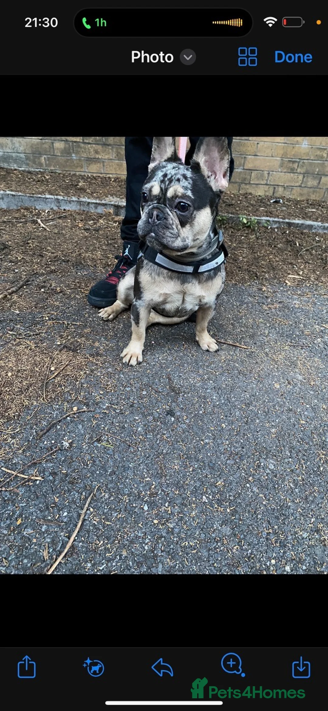 French Bulldog dogs for sale: True type french bulldog  in Edgware - Advert 2