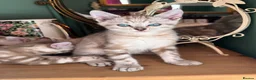 Bengal cats for sale: Rare Seal Lynx Silver Marble Bengal Kittens - Advert 4