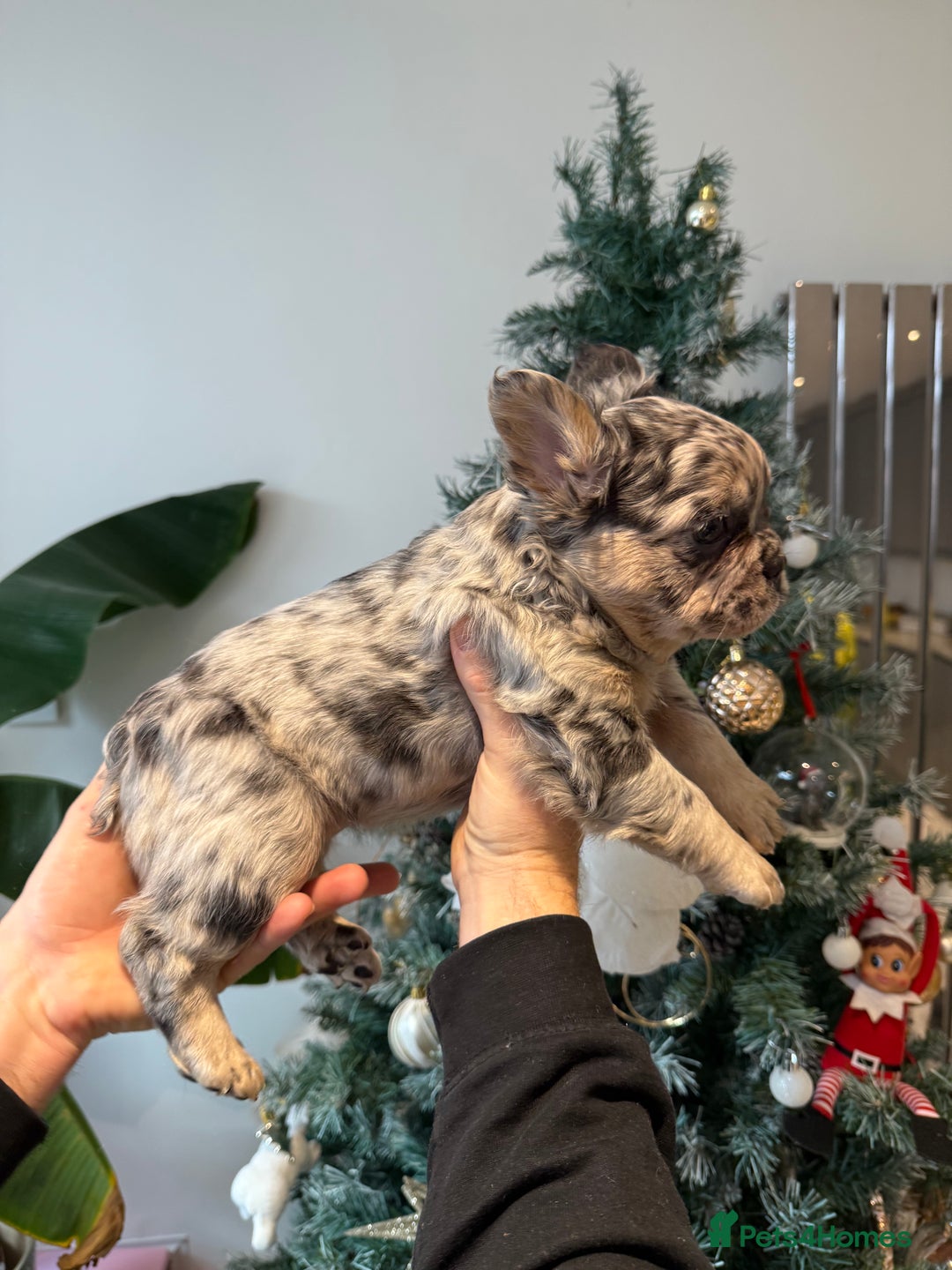 French Bulldog dogs for sale: 8weeks old Fluffy french bulldog puppies - Advert 24