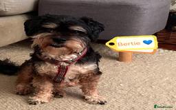 Bichon Frise dogs for adoption: 💙🐶 BERTIE 🐶💙 - Image 1