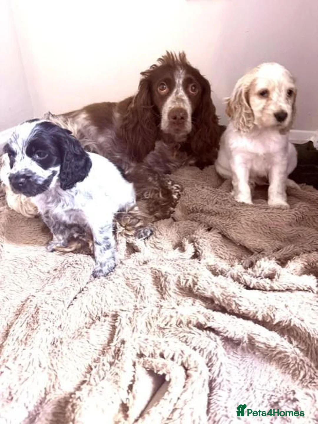 Cocker Spaniel dogs for sale: Ready Tuesday 27th Oct Cocker Spaniel Puppies  - Advert 8