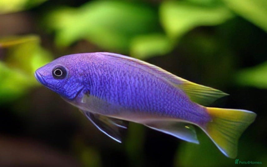 Cichlids fish Yellow tail Acei cichilds babys - Advert 1