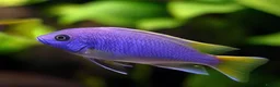 Cichlids fish for sale: Yellow tail Acei cichilds babys - Advert 1