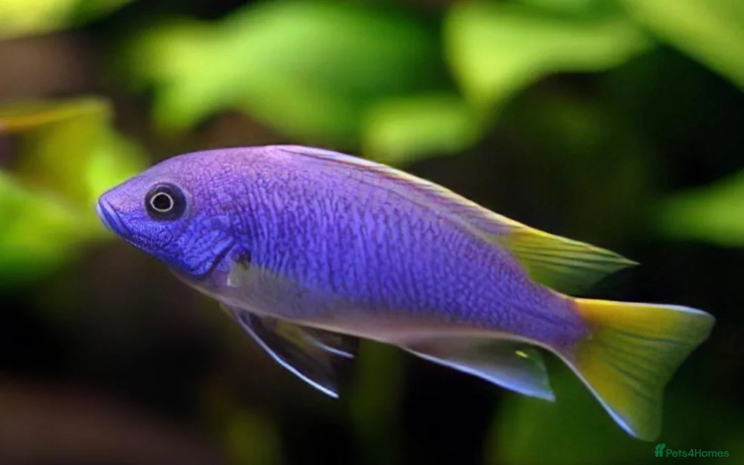 Cichlids fish for sale: Yellow tail Acei cichilds babys - Advert 1