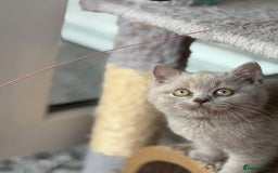 British Shorthair cats for sale: Lilac British shorthair kittens - Image 10