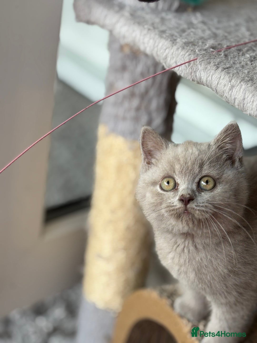 British Shorthair cats for sale: Lilac British shorthair kittens - Image 10