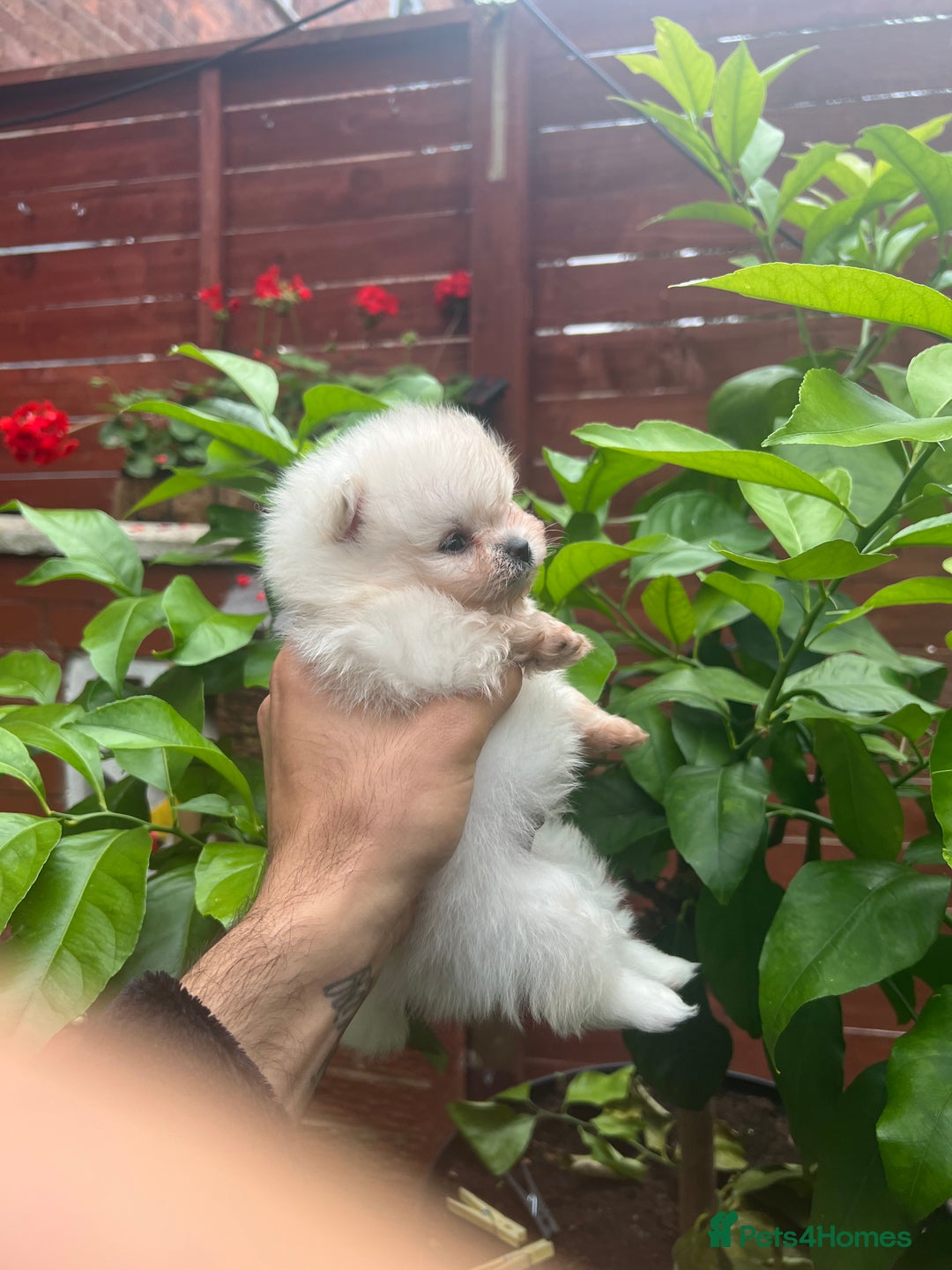 Pomeranian dogs for sale: Pomeranian toy  - Image 31