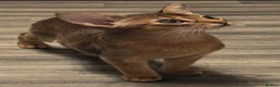 Abyssinian cats for sale: Champion line  - Advert 6