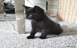 Mixed Breed cats for sale: Immediate collection Male kitten in Grove Park  - Image 2