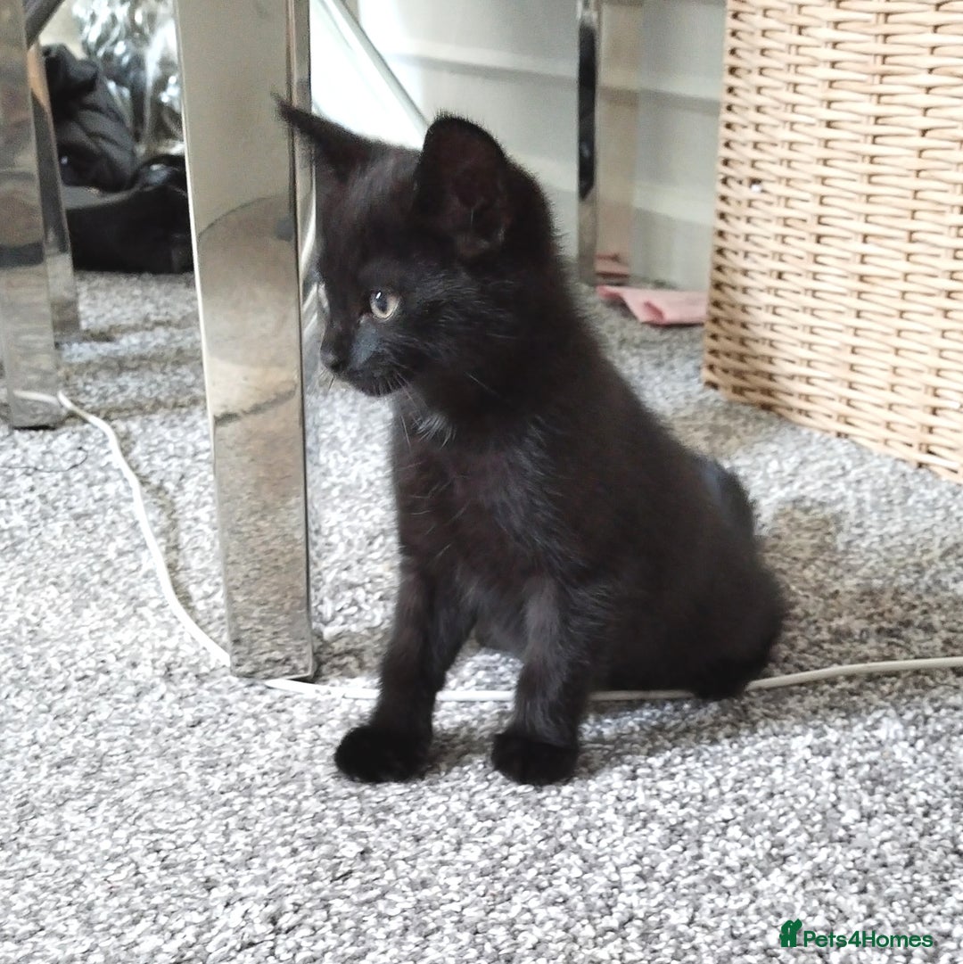 Mixed Breed cats for sale: Immediate collection Male kitten in Grove Park  - Image 2