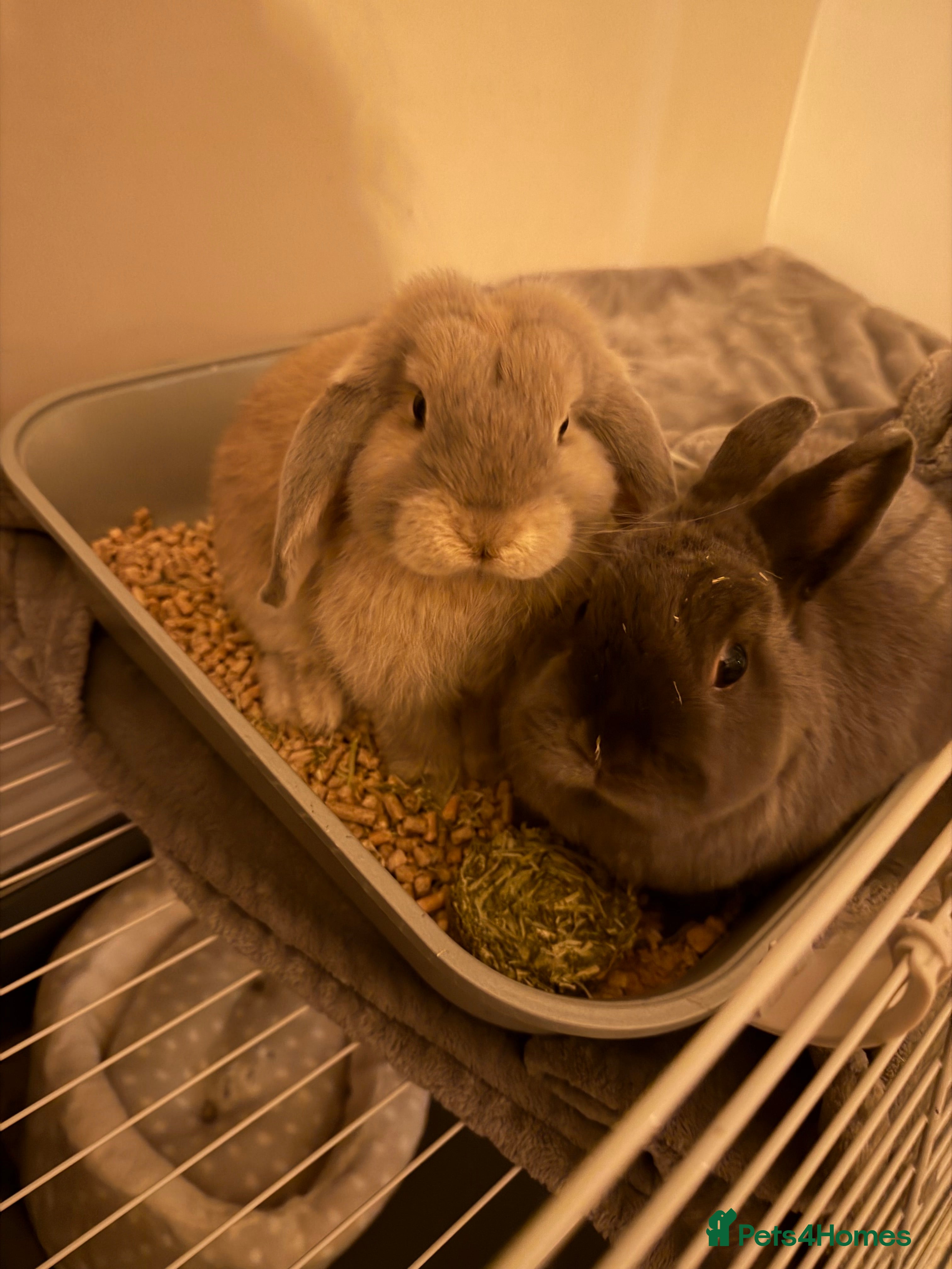 Mini Lop rabbits Pair of indoor house rabbits  - Advert 6