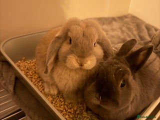 Mini Lop rabbits Pair of indoor house rabbits - Advert 2