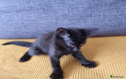 European cats for sale: Black male kitten - Image 4