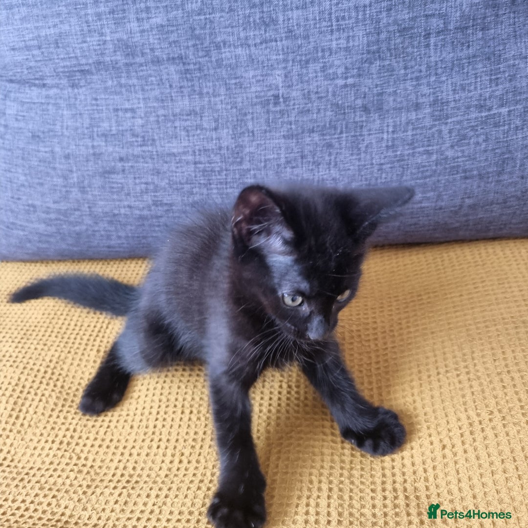 European cats for sale: Black male kitten - Image 4