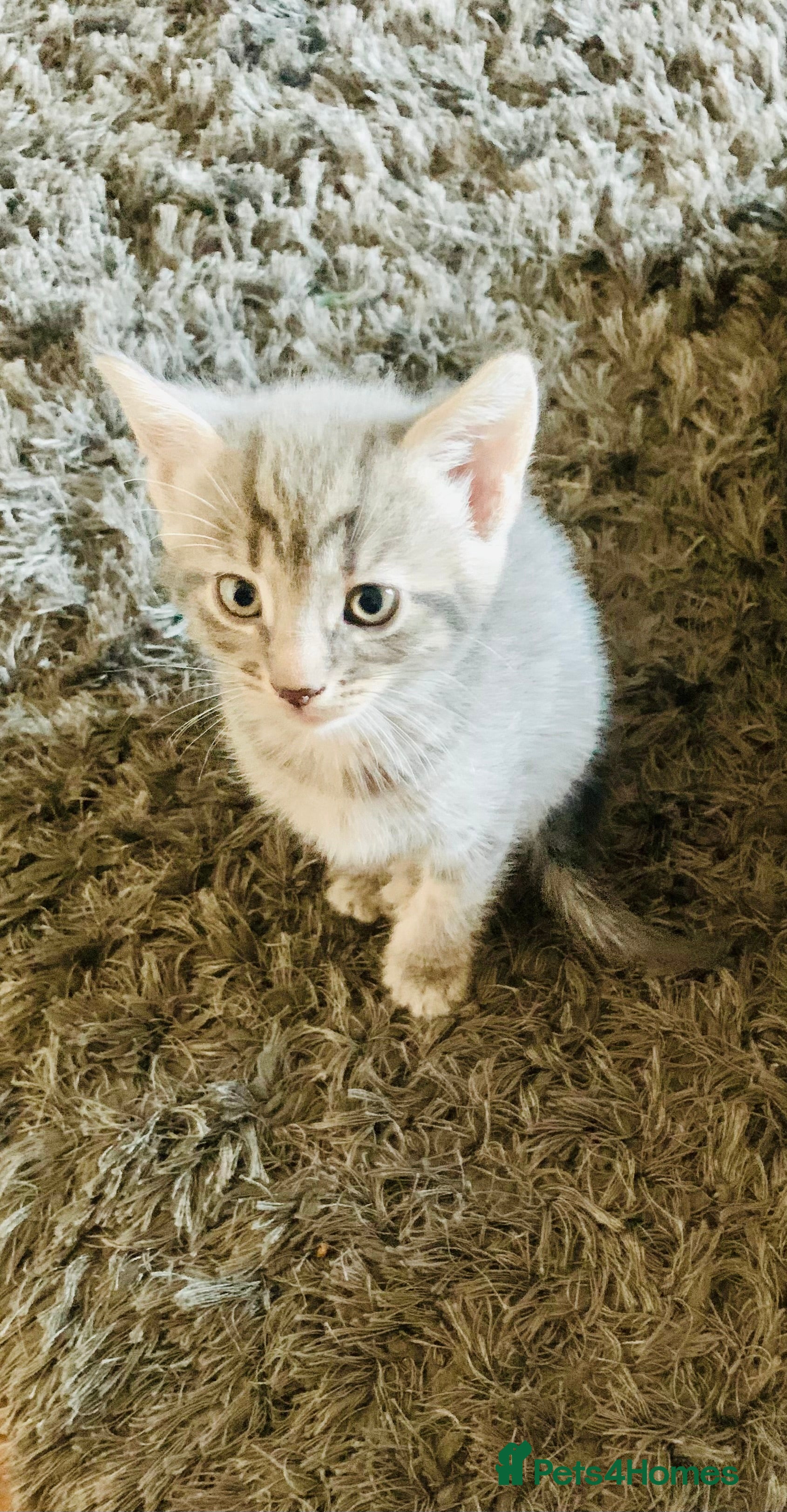 Mixed Breed cats 8 beautiful kittens for sale - Advert 14