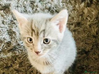 Mixed Breed cats 8 beautiful kittens for sale - Advert 14