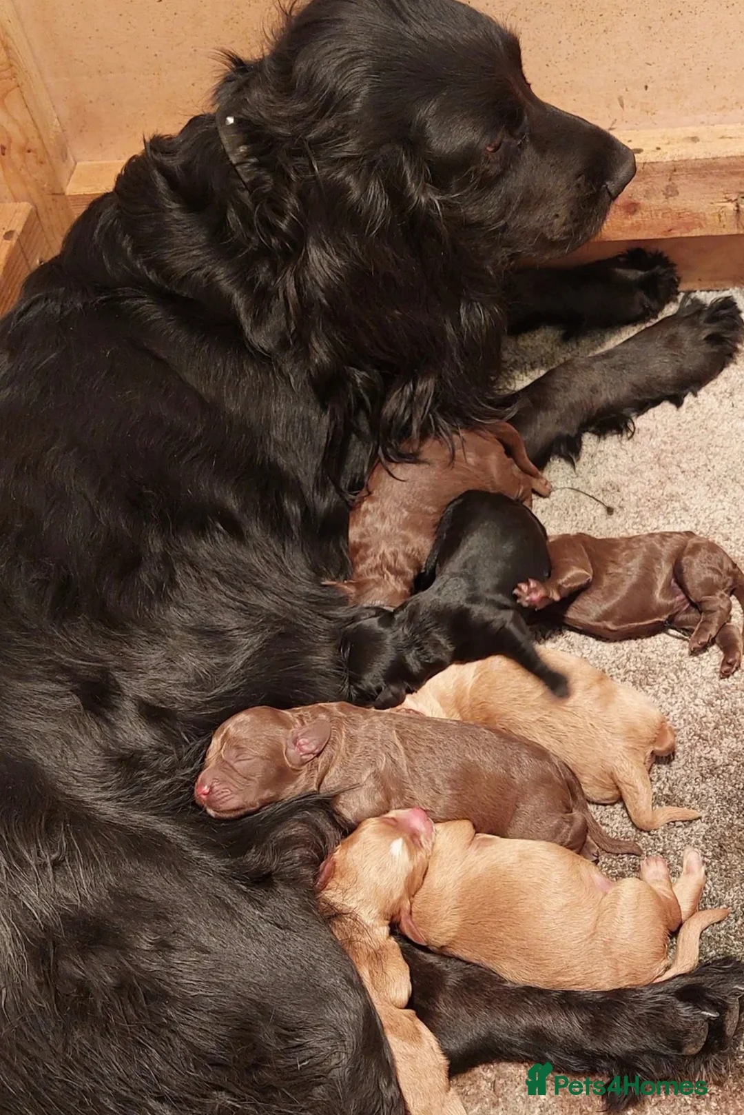 Cockapoo dogs for sale: Adorable cockapoo looking for forever home in Dumbarton - Advert 6