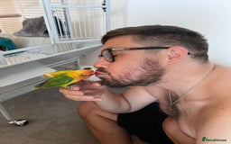 Lovebirds birds for sale: Pair of Beautiful breeding Lovebirds  - Image 8