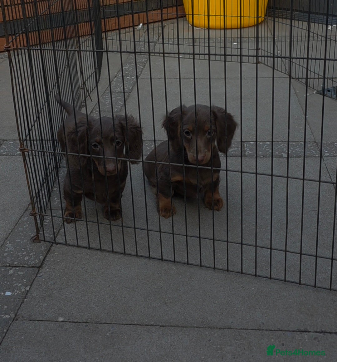 Miniature Dachshund dogs PRICE DROP!!! Long Coat Mini Dachshunds😍  - Advert 6