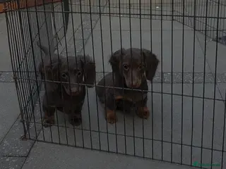 Miniature Dachshund dogs PRICE DROP!!! Long Coat Mini Dachshunds😍 - Advert 6