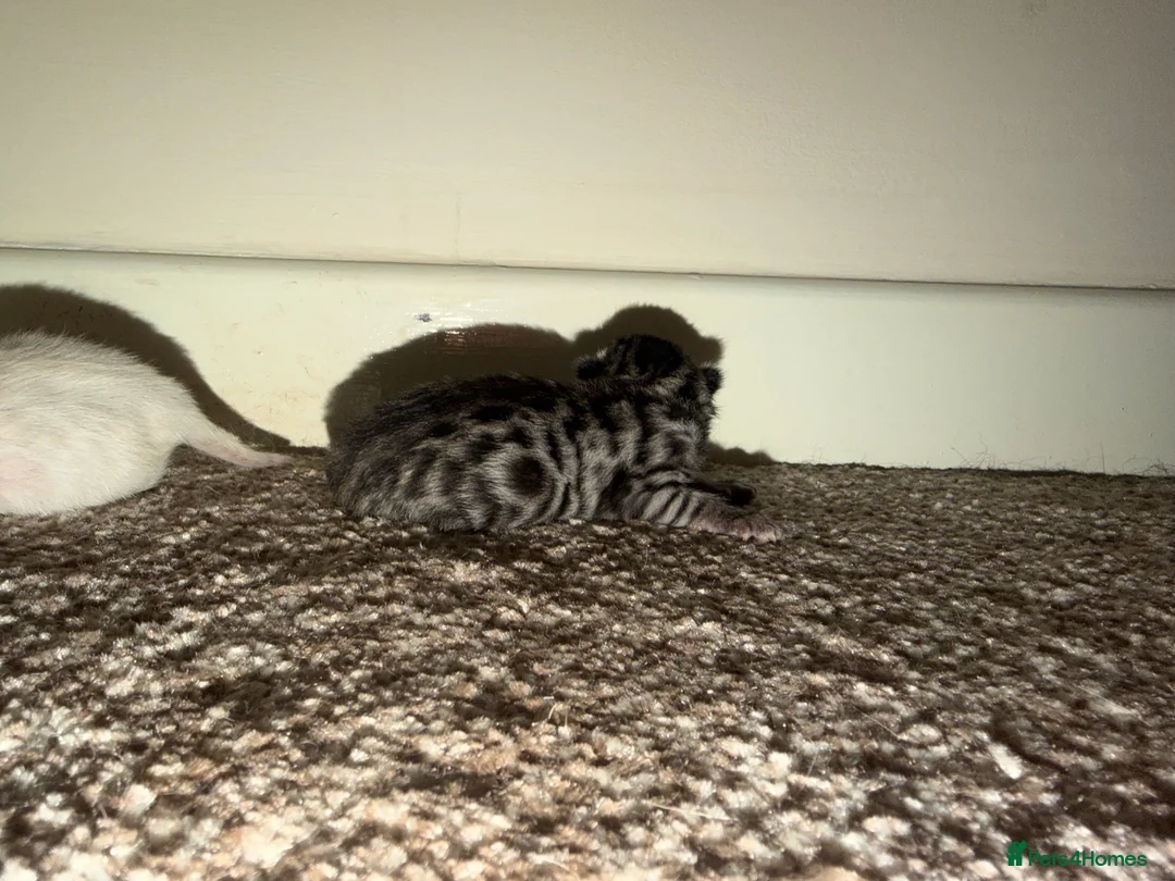 Bengal cats for sale: Bengal kittens  - Advert 10