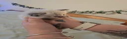 Ragdoll cats for sale: Beautiful Ragdoll kittens in Knottingley - Advert 11