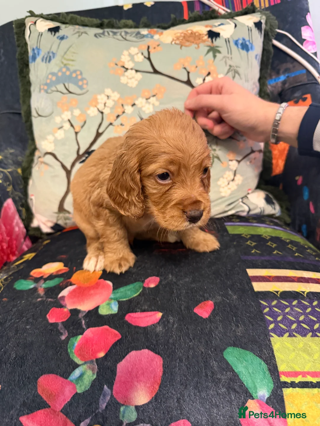 Cocker Spaniel dogs for sale: Beautiful Litter of Cocker Spaniel Puppies - Advert 7