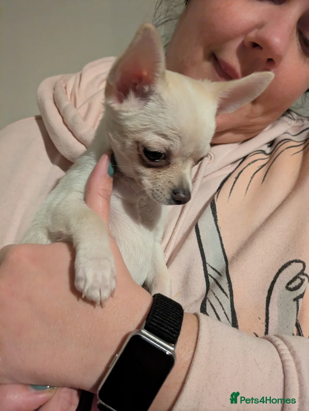 Chihuahua dogs for sale: ONE small toy pedigree Chihuahua - Advert 10