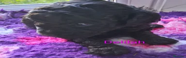 Delilah