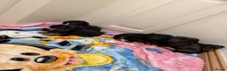 Miniature Dachshund dogs for sale: Miniature Dachshund  - Advert 9