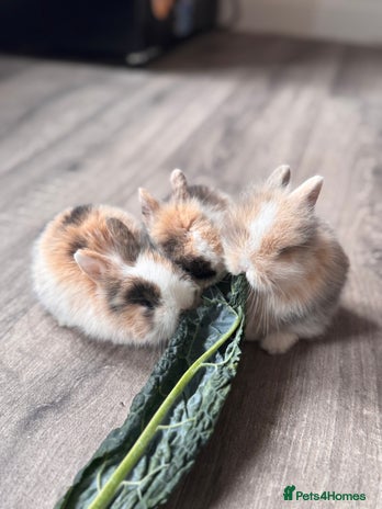 Dwarf Lop rabbits - Advert 16