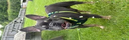 French Bulldog dogs for stud: 🐾💙 Vadar - French Bulldog 💙🐾 in Hereford - Advert 2