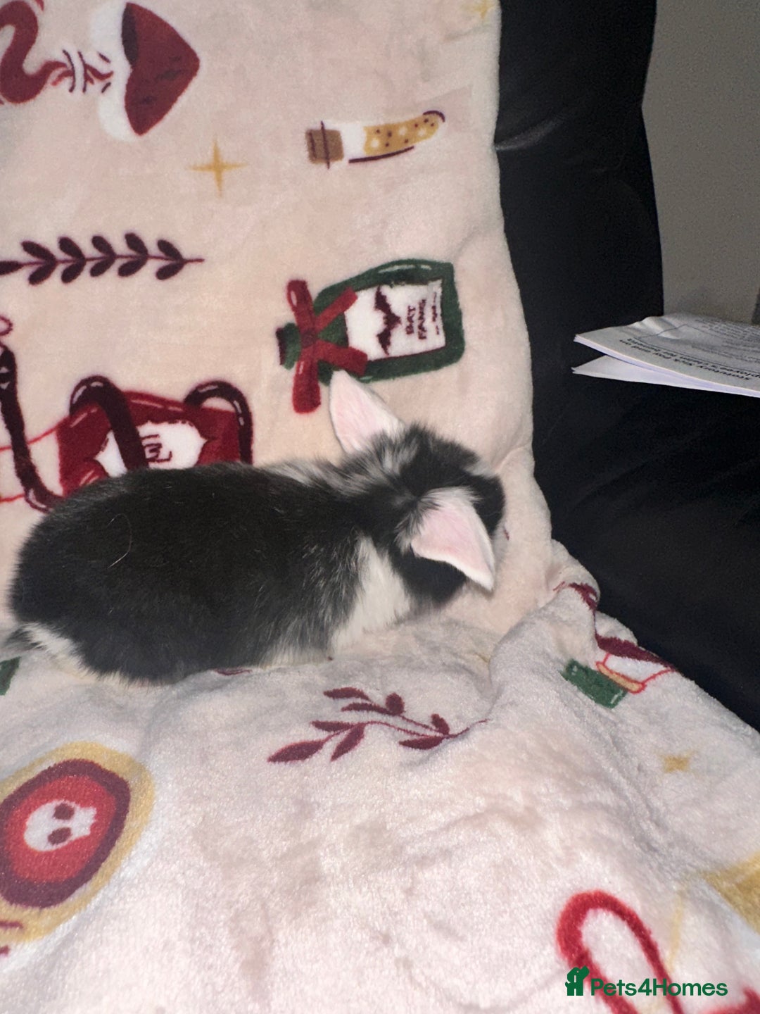 Mini Lop rabbits for sale: Adorable Baby Mini Lops Looking for Loving Homes - Advert 13