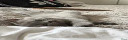British Shorthair cats for sale: Beautiful British Blue shorthair X Ragdoll babies  - Advert 7