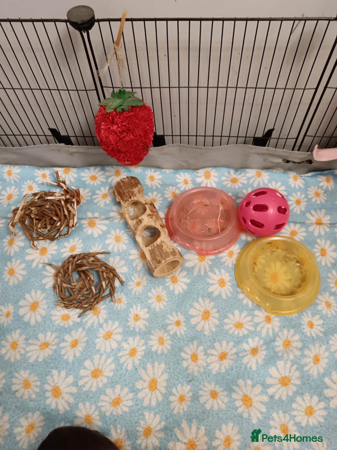 Guinea Pig rodents for sale: Guinea pigs - Advert 6